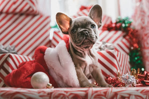 The Fool-Proof Festive Guide to A Fun Christmas